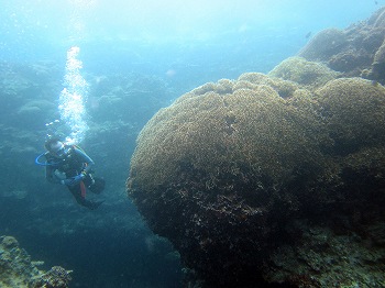 盆栽サンゴ