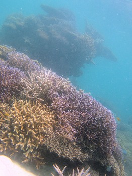 サンゴ1