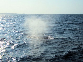 クジラのブロー