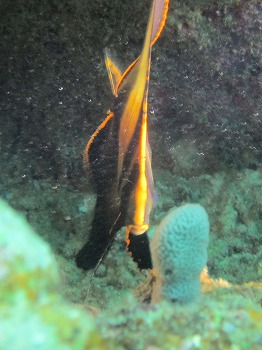 アカククリ幼魚