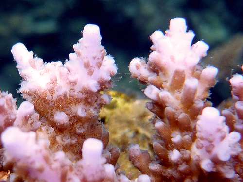 divingphoto-coral-title