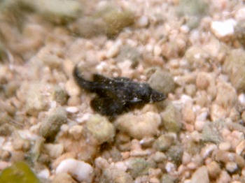 カサゴ幼魚1