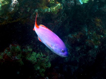 タテスジハタ幼魚2