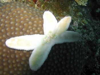 クサビライシサンゴ