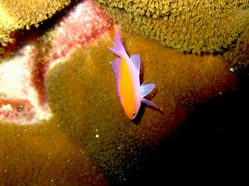 フタイロハナゴイ幼魚