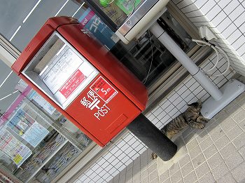 石垣島の猫1