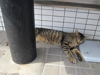 石垣島の猫2