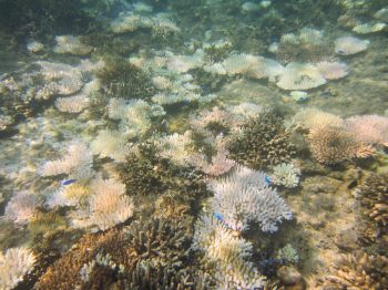 サンゴの白化1