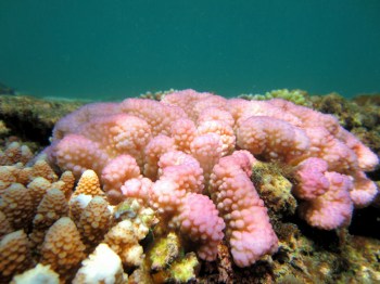 サンゴの白化2