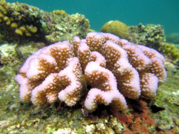 サンゴの白化3