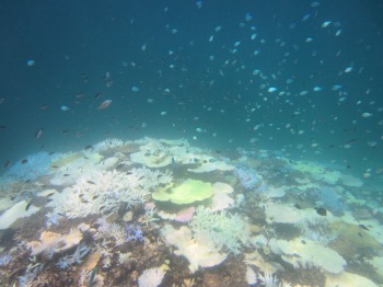 サンゴ白化1