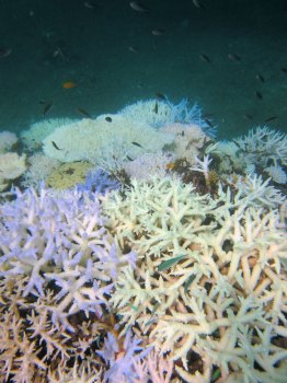 サンゴ白化3