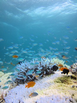 サンゴ白化