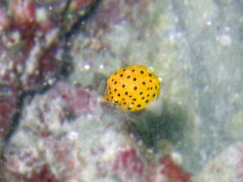 ミナミハコフグ幼魚