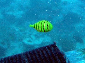 コガネシマアジ幼魚