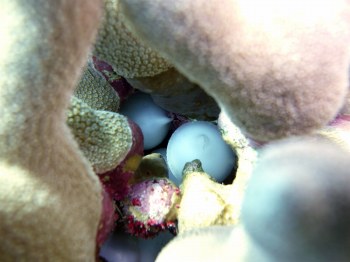 コブシメの卵