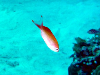 カシワハナダイの幼魚