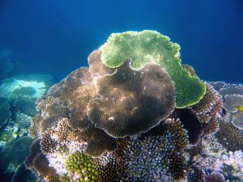 サンゴ礁1