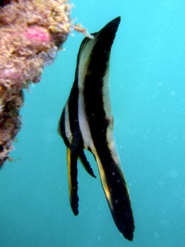 ミカヅキツバメウオの幼魚