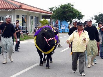 黒島牛祭り3