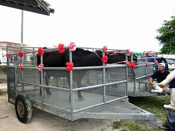 黒島牛祭り4