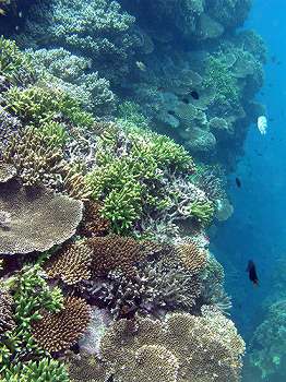 サンゴ礁