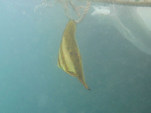 ナンヨウツバメウオの幼魚1