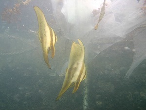 ナンヨウツバメウオの幼魚2
