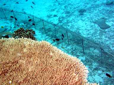 石西礁湖サンゴ礁保全活動