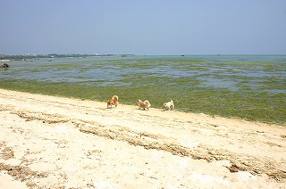 石垣島大浜海岸