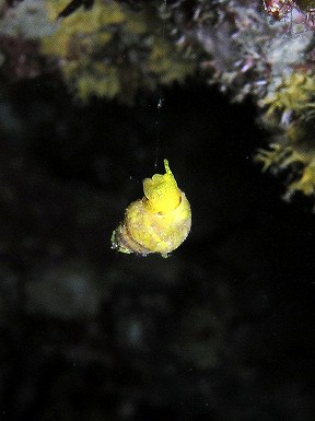 黄色い巻貝