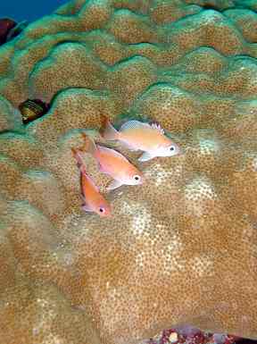 ケラマハナダイの幼魚
