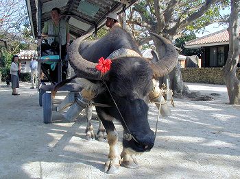 竹富島の水牛車