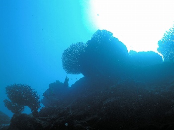 造礁サンゴ