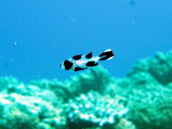 マダラタルミの幼魚