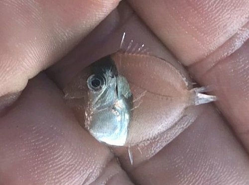 クロハギ属の幼魚2