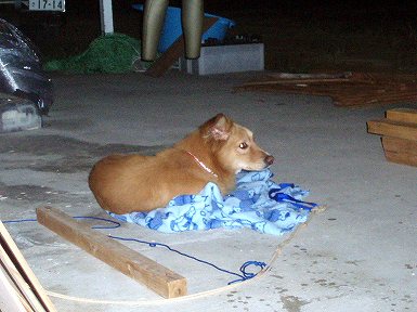 石垣島の捨て犬