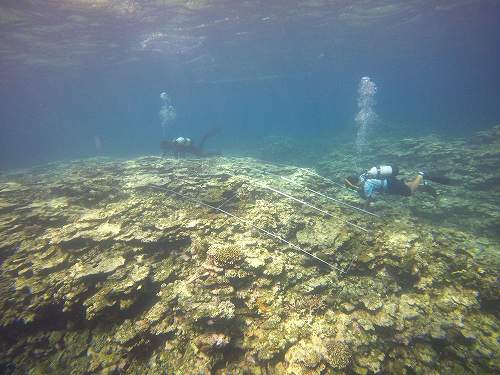 サンゴ礁調査