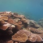 造礁サンゴ写真