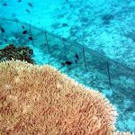 石西礁湖サンゴ礁保全活動