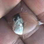 クロハギ属の幼魚2