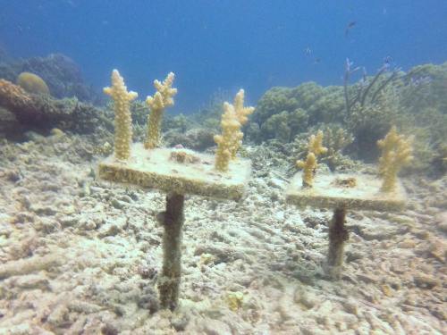 養殖サンゴ
