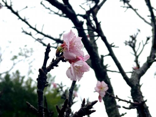 緋寒桜
