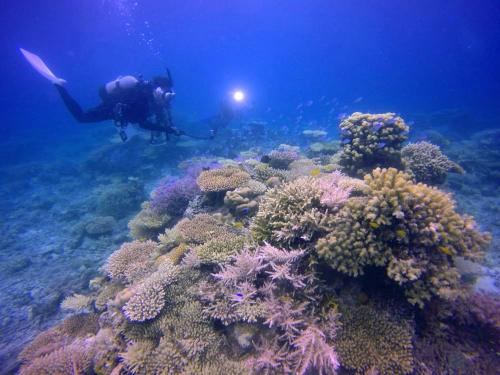 石垣島のサンゴ礁1