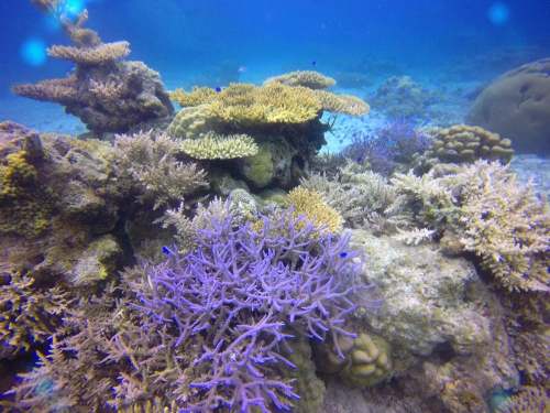 石垣島のサンゴ礁2