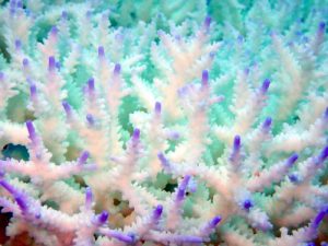 サンゴの白化