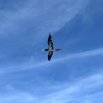 <span class="title">石垣島はピンク色の朝焼け！カツオドリを従えS海区で任務続行中？</span>