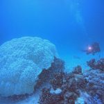 <span class="title">石垣島は夏なのに北西の風、でもほぼ無風？石西礁湖まったりダイビング！</span>