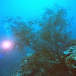 <span class="title">夏なのに北風続きの石垣島？大崎・名蔵湾でサンゴ三昧のダイビング！</span>