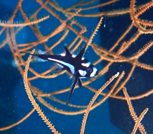 ホホスジタルミ幼魚